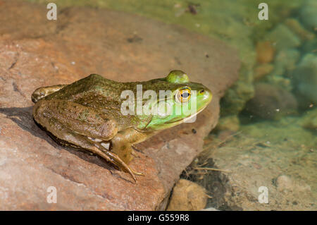 Bullfrog seduto su una roccia in una palude. Foto Stock