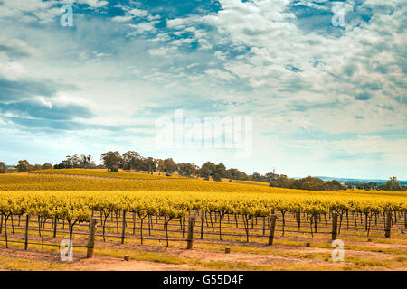 Vino pittoresca valle di Barossa, South Australia. Colore effetto tonificante applicata Foto Stock