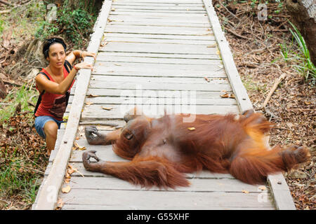 Indonesia, Kalimantan, Borneo Kotawaringin Barat, Tanjung messa National Park, Orango Tango è nel modo in cui Foto Stock