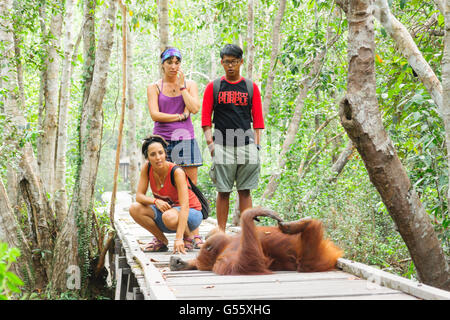 Indonesia, Kalimantan, Borneo Kotawaringin Barat, Tanjung messa National Park, Orango Tango è nel modo in cui Foto Stock