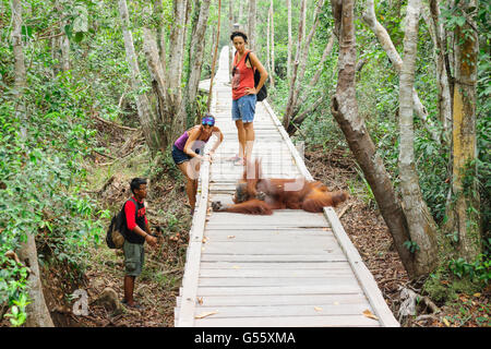 Indonesia, Kalimantan, Borneo Kotawaringin Barat, Tanjung messa National Park, Orango Tango è nel modo in cui Foto Stock