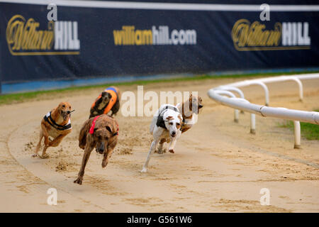 Il Greyhound Racing - William Hill.com Greyhound Derby - Quarti di Finale - Wimbledon Stadium Foto Stock