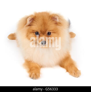 Uno rosso di Pomerania spitz giace sul bianco sfondo isolato Foto Stock