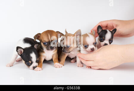 Avendo cura di cinque cuccioli di chihuahua su bianco Foto Stock