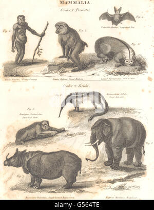 MAMMALIA:primati;Orangutang;babbuino;Lemur;Bat;Bradipo;Anteater;Rhino;Elephant 1830 Foto Stock