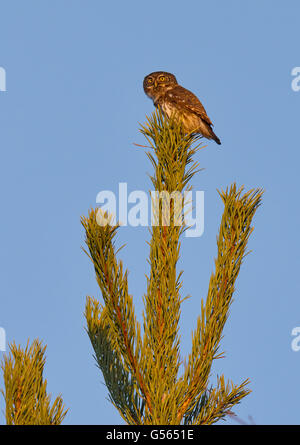 Pigmeo eurasiatico-civetta (Glaucidium passerinum) maschio adulto, display chiamante chiamata, con le piume della gola gonfio, arroccato sulla cima di abete rosso (Pinus sylvestris), Oulu, Finlandia, Marzo Foto Stock