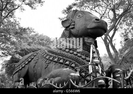 È il nome per il toro che serve come il monte (sanscrito: Vahana) del dio Shiva e come gatekeeper di Shiva e Parvati. Foto Stock