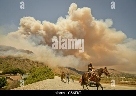 Duarte, CA, Stati Uniti d'America. Il 29 agosto, 2015. Residenti evacuare i cavalli da maneggio via pesce Canyon Rd come il pesce fuoco arde in background. Il pesce fuoco arde sopra Duarte e Los Angeles County lunedì pomeriggio di giugno 20th, 2016. Il serbatoio antincendio ha iniziato anche nelle vicinanze durante il caldo record nel sud-ovest. Il fuoco era di 1.400 acri a 2:50pm. © Stuart Palley/ZUMA filo/Alamy Live News Foto Stock