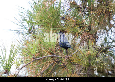 Asuncion in Paraguay. Xx Giugno, 2016. Un maschio cowbird lucido (Molothrus bonariensis) passerine bird posatoi su pinus il ramo di un albero è visibile durante il giorno nuvoloso in Asuncion in Paraguay. Credito: Andre M. Chang/ARDUOPRESS/Alamy Live News Foto Stock