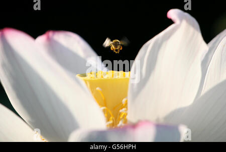 Hengyang, provincia cinese di Hunan. Il 21 giugno, 2016. Un fiore di loto è visto presso il Parco Xihu in Hengyang, centrale provincia cinese di Hunan, 21 giugno 2016. Martedì segna il solstizio d'estate, il decimo termine solare. © Liu Aicheng/Xinhua/Alamy Live News Foto Stock