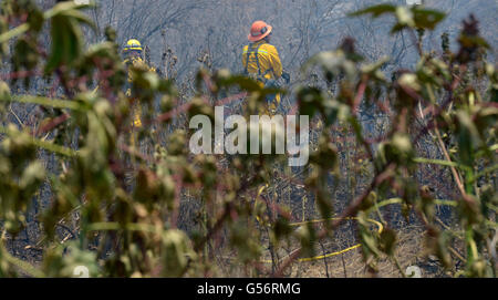 Duarte, California, USA. Il 21 giugno, 2016. La Contea di Los Angeles il lavoro dei vigili del fuoco per il controllo del fuoco di pesce al di sopra di Duarte a Melcanyon Rd e Brookridge Rd, gli incendi hanno bruciato oltre un combinato di 5.000 acri di terreno al di sopra di Azusa, Duarte, California, Martedì, 21 giugno 2016. (Foto di Keith Birmingham/ Pasadena Star-News) Credito: San Gabriel Valley Tribune/ZUMA filo/Alamy Live News Foto Stock