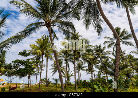 Alla spiaggia di Boa Viagem, Recife, Pernambuco, Brasile Foto Stock