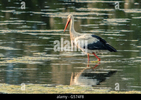 Una cicogna selvaggia alla ricerca di cibo su un lago poco profondo. Foto Stock