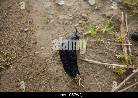 Slug nero sul terreno Foto Stock