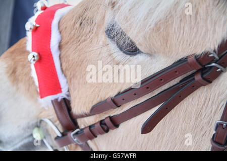 Serie di immagine di una ragazza con il suo fiordo norvegese cavallo, entrambi in xmas outfit equitazione in un paesaggio invernale Foto Stock