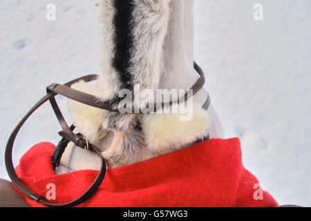 Serie di immagine di una ragazza con il suo fiordo norvegese cavallo, entrambi in xmas outfit equitazione in un paesaggio invernale Foto Stock