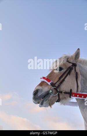 Serie di immagine di una ragazza con il suo fiordo norvegese cavallo, entrambi in xmas outfit equitazione in un paesaggio invernale Foto Stock