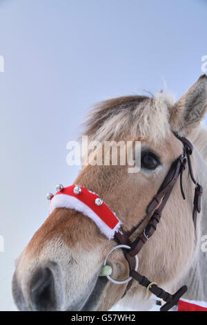 Serie di immagine di una ragazza con il suo fiordo norvegese cavallo, entrambi in xmas outfit equitazione in un paesaggio invernale Foto Stock