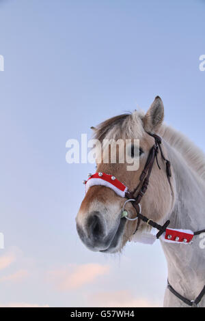 Serie di immagine di una ragazza con il suo fiordo norvegese cavallo, entrambi in xmas outfit equitazione in un paesaggio invernale Foto Stock