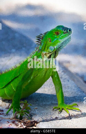 Iguana verde ubicazione su un muro di pietra e di guardare direttamente la fotocamera. Questa immagine ha avuto un sottile effetto arte Foto Stock