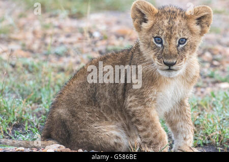 Lion cub seduto per terra e guardando la telecamera, il Masai Mara, Kenya, Africa Foto Stock