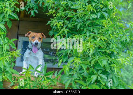 Cane sorridente sul treehouse. L'estate! Foto Stock