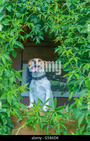 Cane sorridente sul treehouse. L'estate! Foto Stock