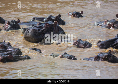 Allevamento di ippopotamo divertendosi e facendo il bagno nel fiume Talek, il Masai Mara, Kenya, Africa Foto Stock