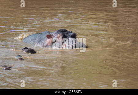 Allevamento di ippopotamo divertendosi e facendo il bagno nel fiume Talek, il Masai Mara, Kenya, Africa Foto Stock