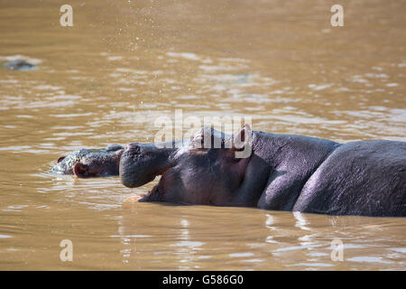 Allevamento di ippopotamo divertendosi e facendo il bagno nel fiume Talek, il Masai Mara, Kenya, Africa Foto Stock