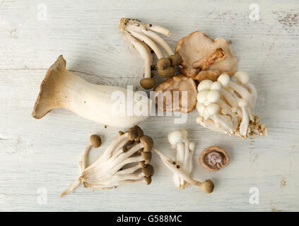Un assortimento di funghi commestibili su un vintage tavolo bianco Foto Stock