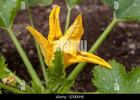 Cucurbita pepo, squash estivo, fioritura commestibile in giardino che coltivano fiori di zucchine Foto Stock