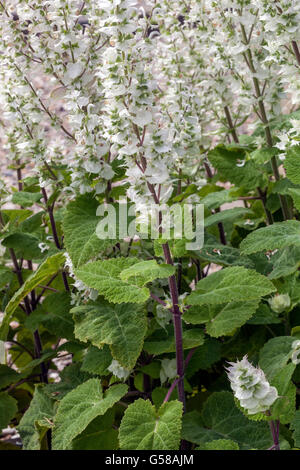 Salvia Sclarea - Clary Sage giardino Foto Stock