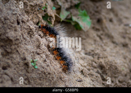 Il giardino Tiger Moth caterpillar (comunemente noto come nebulose orso), Spurn punto, Regno Unito Foto Stock