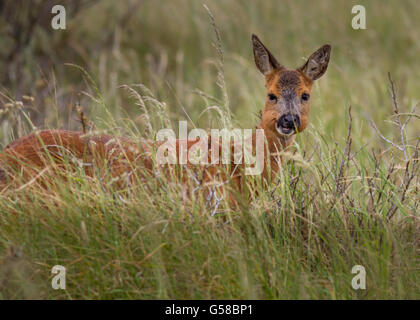 Capriolo munching erba, Spurn punto, Regno Unito Foto Stock