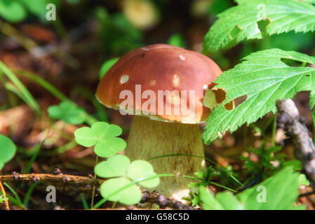 Piccoli Boletus Edulis Mushroom nella foresta. Cep, porcino, penny bun Foto Stock