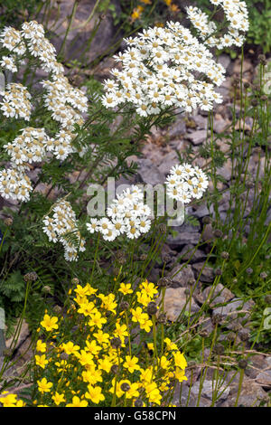 Lino giallo dorato Linum dolomiticum e Tanacetum corymbosum Festtafel bianco Foto Stock