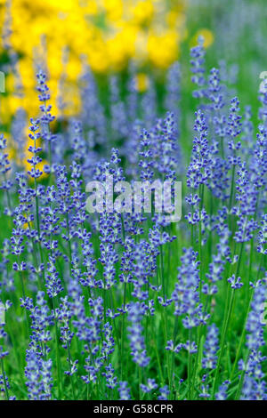 La lavanda - Lavandula angustifolia Foto Stock