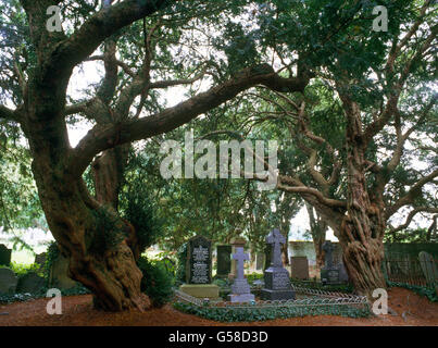 Due di lingua inglese Yew alberi che fiancheggiano il percorso St Brynach la chiesa, Nevern, Pembrokeshire, Wales, Regno Unito: lo spurgo Yew è sulla destra. Foto Stock