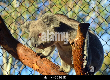 Australian Koala in cattività affacciandosi su di un ramo di albero Foto Stock