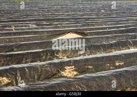 Campo di asparagi in Baviera coperta con una pellicola di plastica Foto Stock
