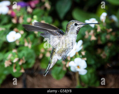 Anna (Hummingbird Calypte anna) in volo Foto Stock