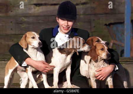 Caccia rubato beagles Kate Bull Foto Stock