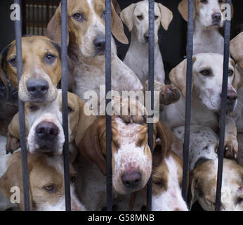 Beaufort's Hounds Badminton Foto Stock