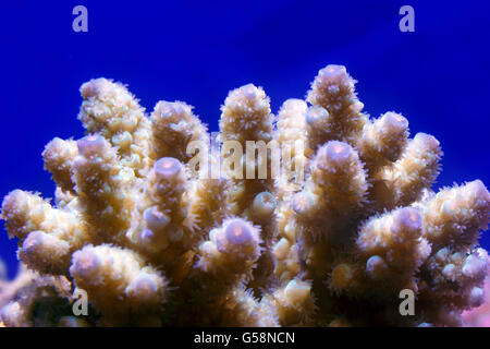 Corallo Acropora closeup in acquario Foto Stock