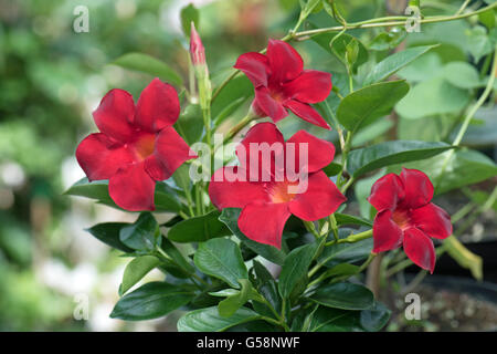 Mandevilla syn Dipladenia Foto Stock