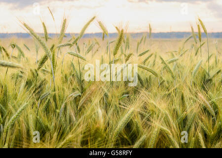 Orzo nel campo, closeup, il fuoco selettivo Foto Stock