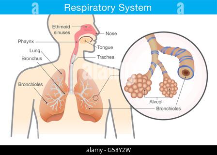 Il sistema respiratorio di umana Illustrazione Vettoriale
