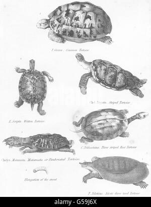Tartarughe : Cmn; scritto; Striped; Matamata casella Fimbriated toed tartaruga, 1860 Foto Stock