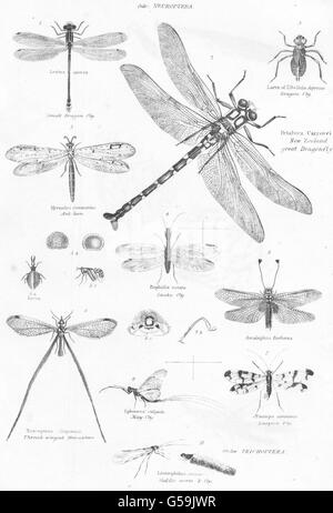 Insetti:Entomologia;Neuroptera;DRAGON-FLY;gt;Snake;Può-;Scropian;Caddis caldo 1860 Foto Stock